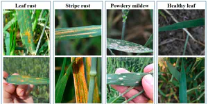 Evaluation of Diverse Convolutional Neural Networks and Training Strategies for Wheat Leaf Disease Identification with Field-Acquired Photographs